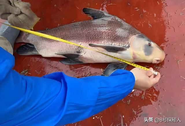 2006年长江惊现“美人鱼”，重庆渔民误捕一条，专家：出水必死