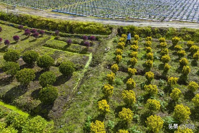 大理三塔前有片农场栽满树球，是这个秋天最无名的去处，风景很美
