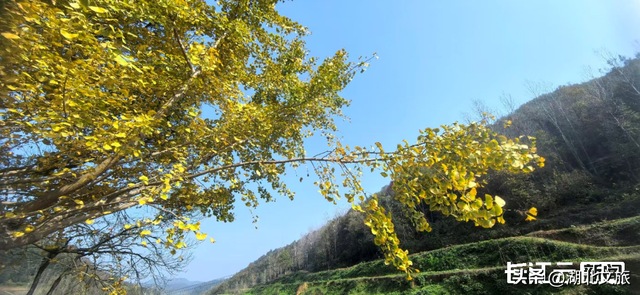评分秋色：随州为啥被称为“杏”运城市？