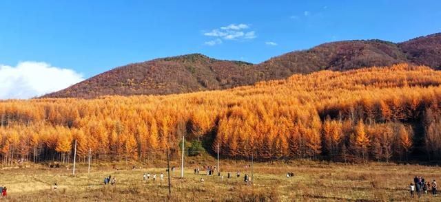 兰仓秋，染山河。