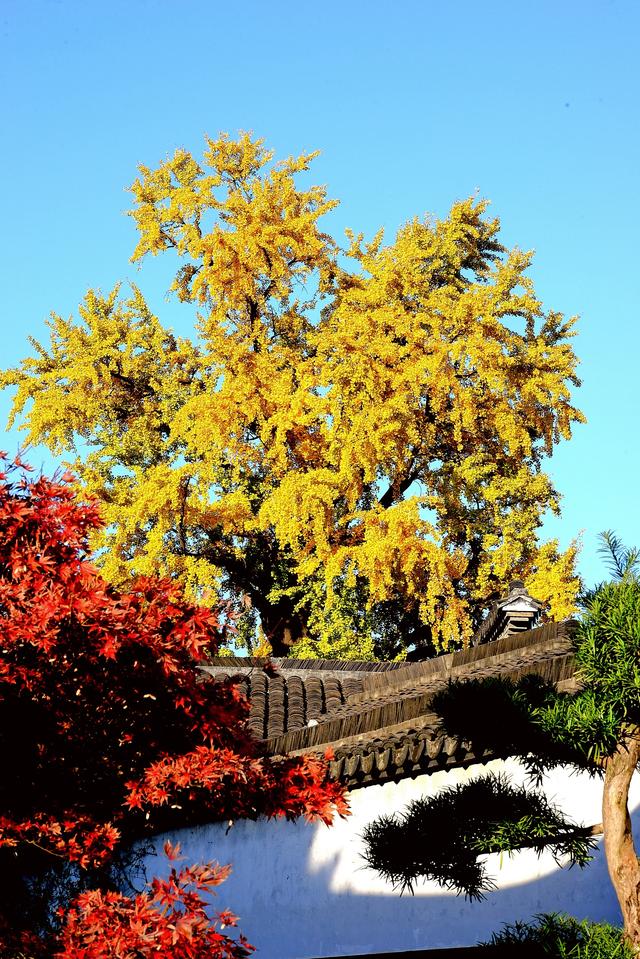 红枫银杏里,读懂惠山古镇的秋冬