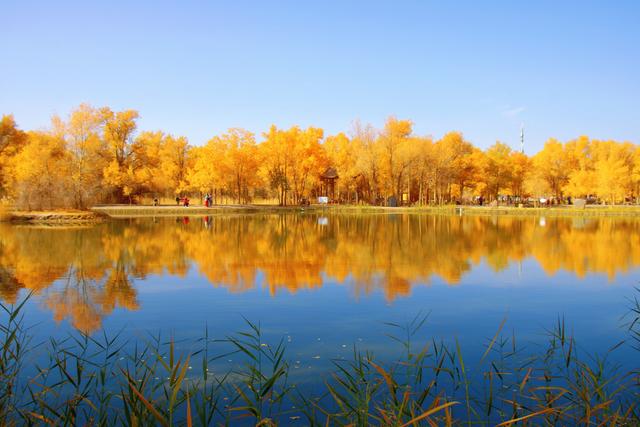 酒泉金塔胡杨林，时光凝固成美丽的神话，奔赴一场秋季的浪漫之旅