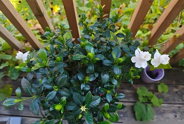 “阴花不能进阳宅”，家里若有这5种花，请赶紧“搬出去	”！