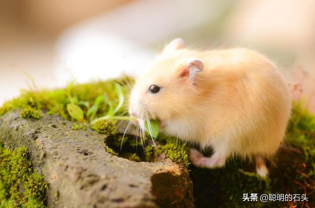 新手必看！仓鼠饲养指南：4 大核心需求搞懂，轻松当合格饲主