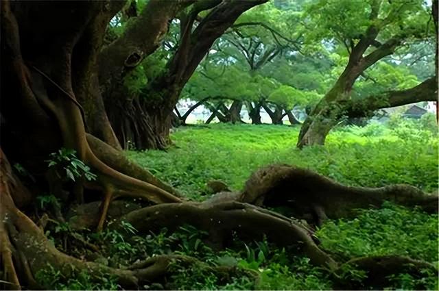 这是油画还是实景？太美太美啦！！