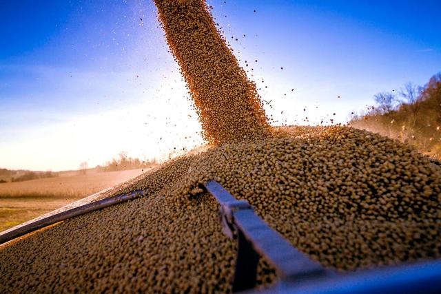 终于低下高贵头颅，美国公开表示：若中国要大豆，希望先找美国