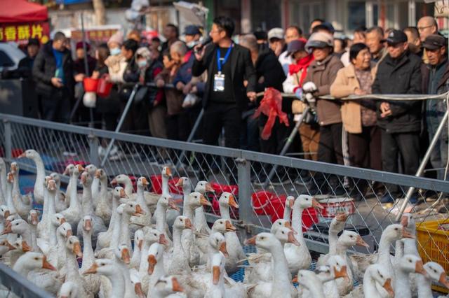 感受地道烟火气！莱西山会约你来“赶山”