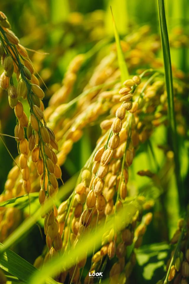 绝对不可以,错过这片金秋稻田