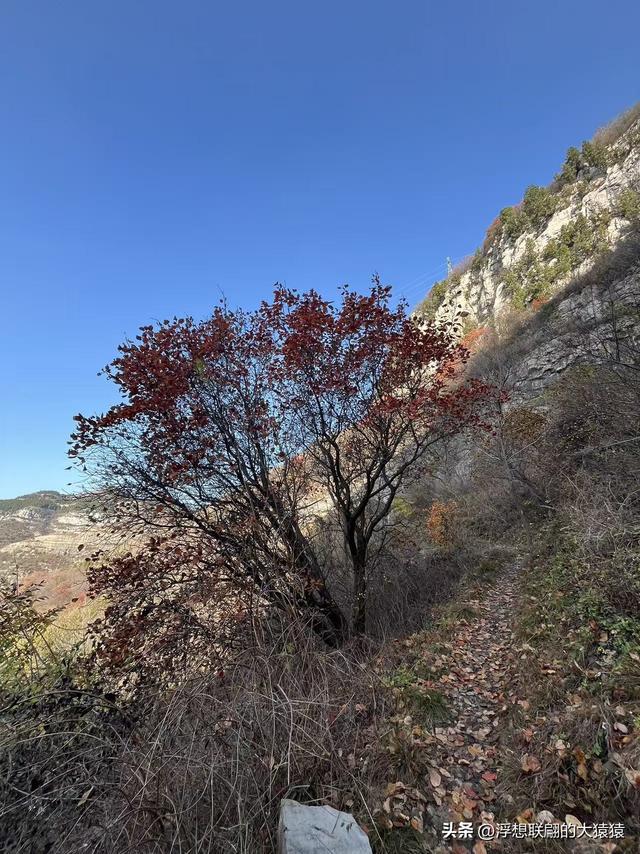 游赏过九鼎山后，我又跑到一户院里“强买”了大爷种在路边的白菜