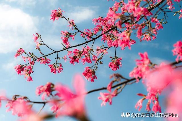 周末走起！东莞限定款“粉色花海”上线→