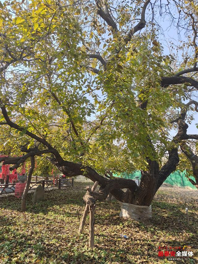沿着黄河遇见海丨农旅融合多元业态让古老黄河故道焕发新生