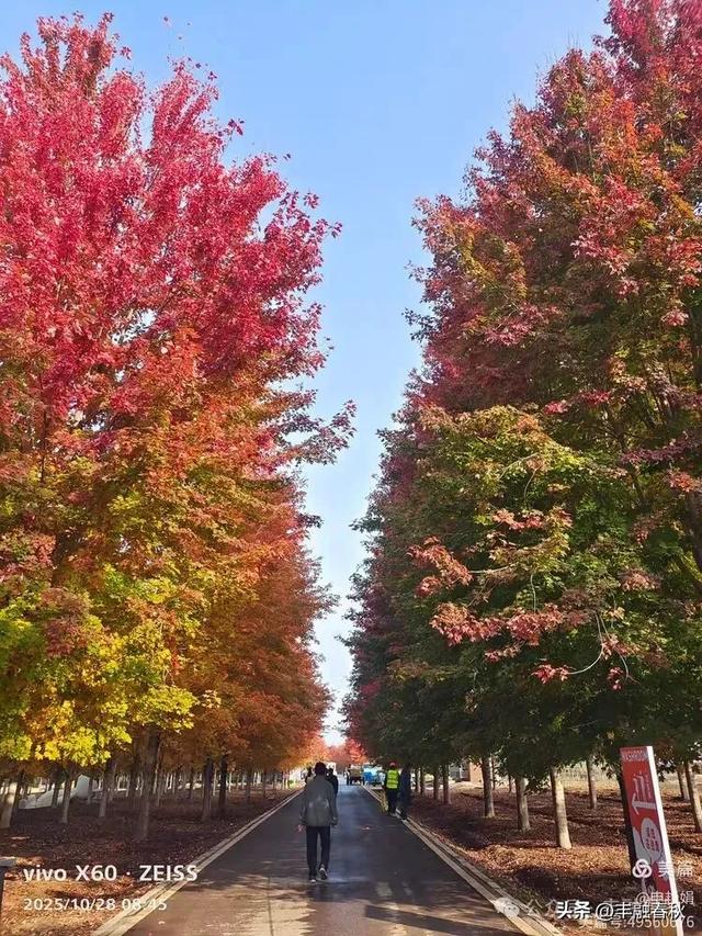 丹枫映秋，枫彩满楼｜申艳娟