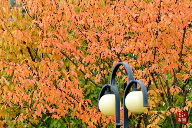初冬时节，层林尽染，心随景动
