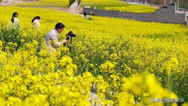 彝良海子油菜花开