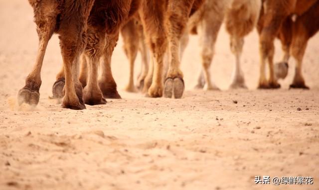 东天山来的驼铃声