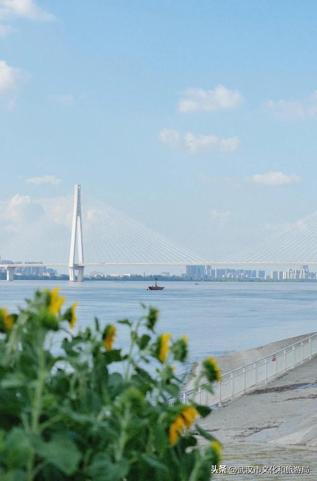 武昌花海又上新，美得很治愈！