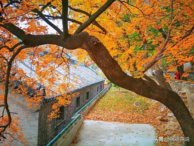 北京叶正红，不止香山，还有这几个。