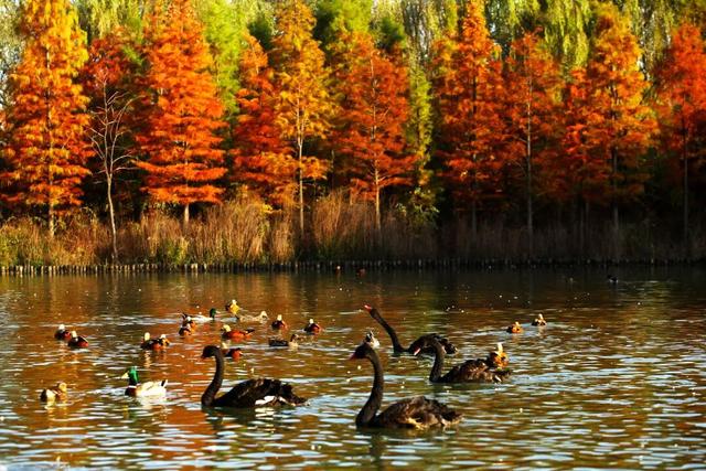 趁天晴出发！洛阳这片杉林红了！无需门票…