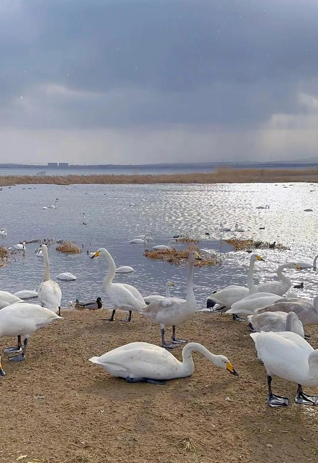 寒假出行 | 本来打算去日本的，都扎堆去俄罗斯了？