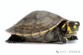 国际泳联统计的乌龟水性排行榜，能不能深水养，这下知道了图片