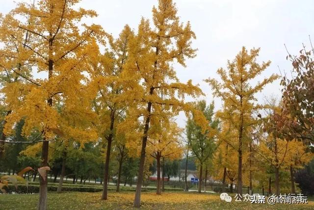 全部免费!渭河南河堤路赏秋攻略大全,那风景简直美爆了!