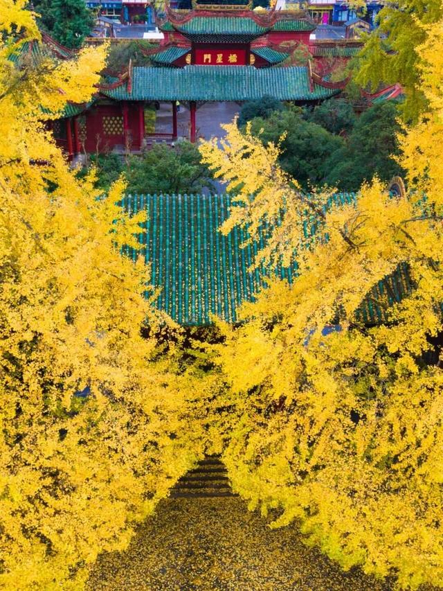 还起什么标题，美不美你们直接看！