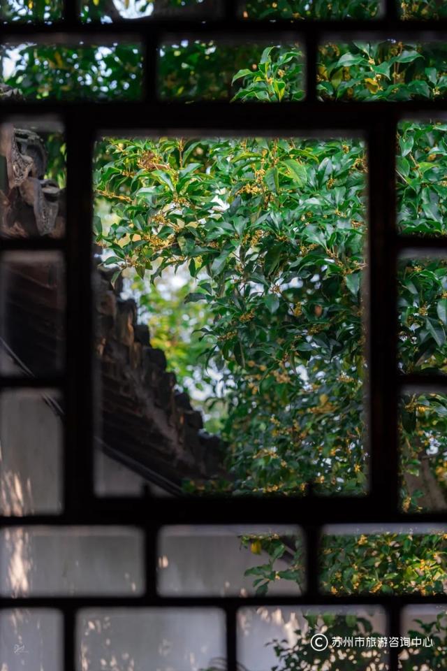 “香香”模式即将开启，桂花味线路给你准备好啦