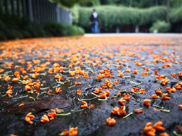 甘肃秋日限定丨三色交织的视觉盛宴，邂逅最诗意的陇原！