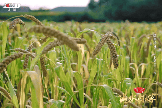 看完《山水间的家》，一人说一个爱上米脂的理由！