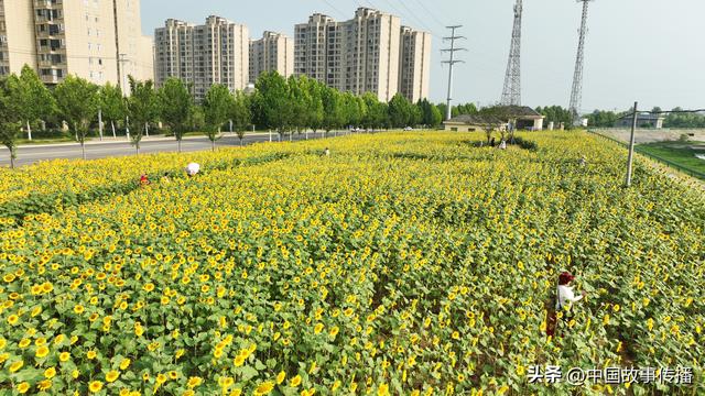 葵花向阳开 夏日金色游 湖北枝江三峡水乡的浪漫之约