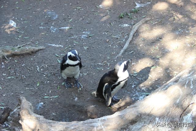 南部非洲：南非开普敦企鹅岛