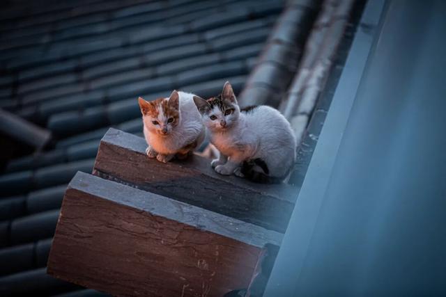 我们把台儿庄古城的秋天“晒”满了朋友圈，温柔了整座古城的初冬