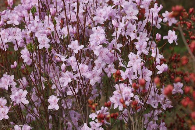 满山遍野的映山红