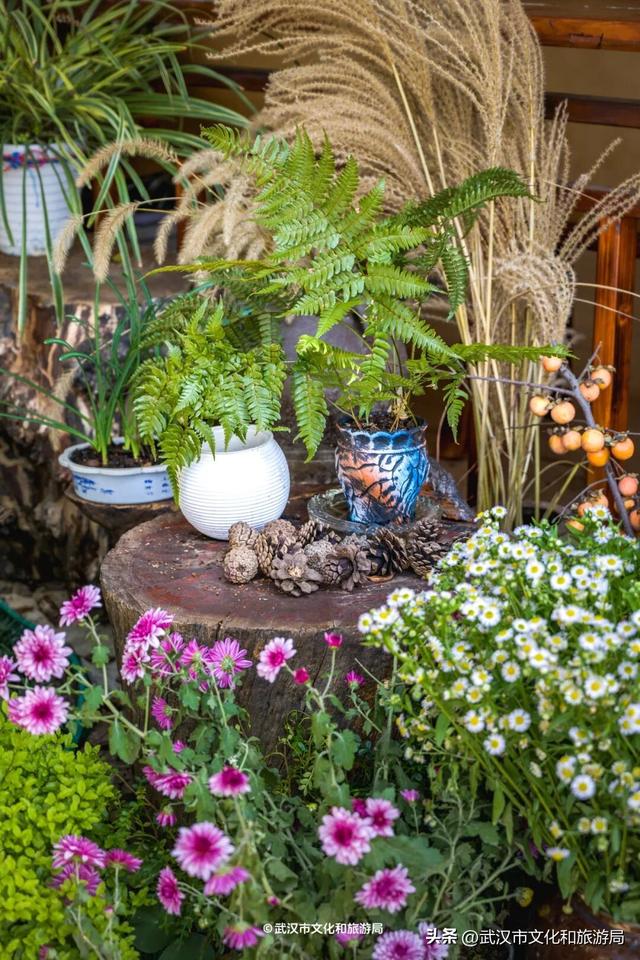 直冲20°C！武汉赏秋天花板，上新3个玩法