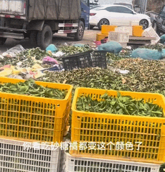 突变？切尔诺贝利发现蓝色的狗！是被核辐射变异了吗？