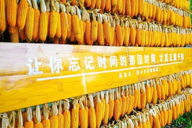 跟着色彩游临沂 | 柿子熟了・田园采摘之旅，承包你的秋日快乐