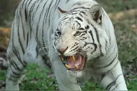 白虎是虎中铁憨憨？明明是一种罕见的老虎，为何战斗力那么弱？图片