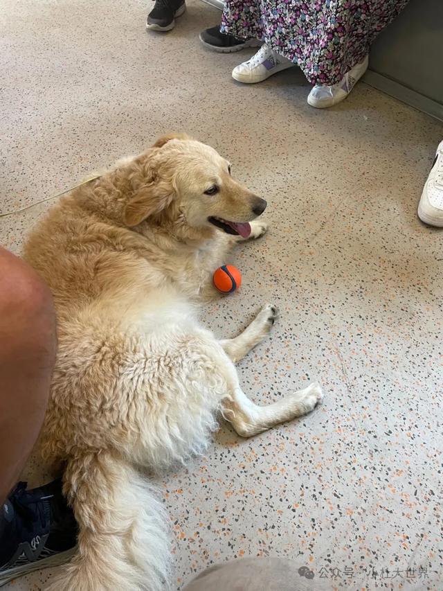 英伦轶事：人与狗