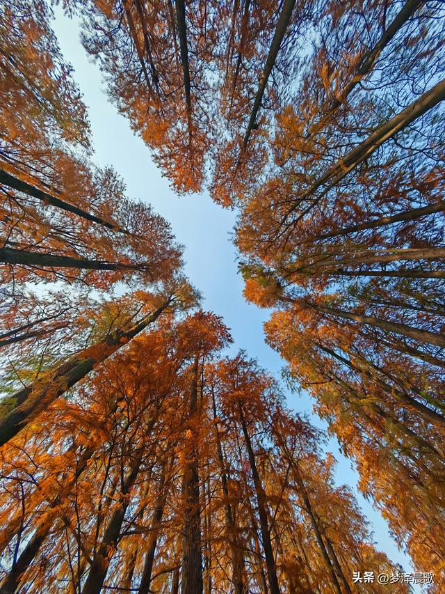 涢水湿地迷人红杉林 冬日画卷中的生态诗篇