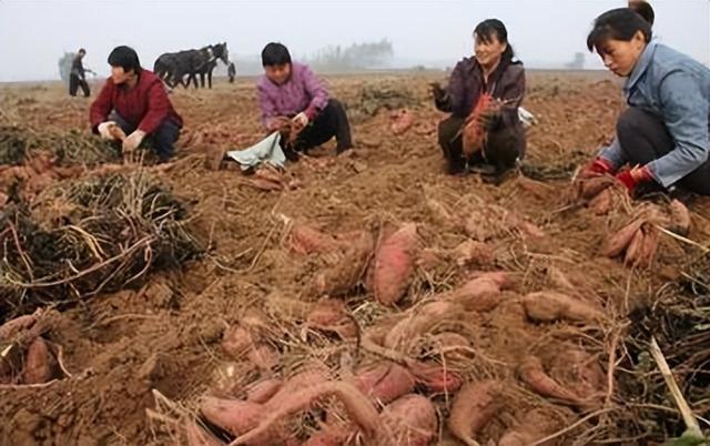 看了中国的红薯产量，再看美国红薯产量，网友：这让它怎么追？