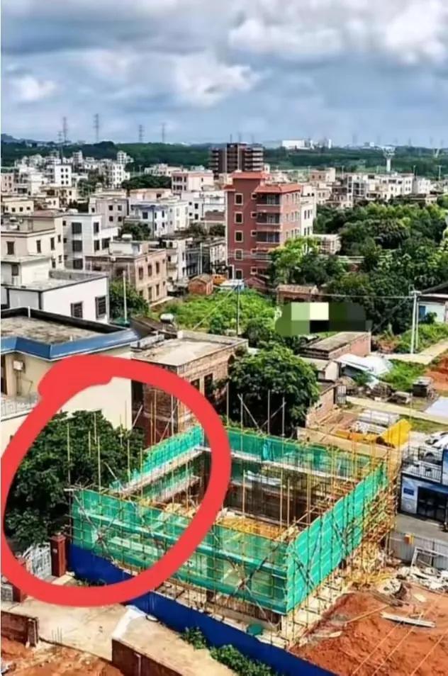 妥协了!婵宝家的邻居终于把影响婵宝家建新房进程的树修剪好，