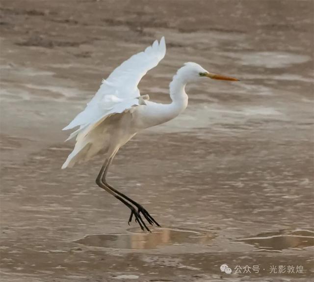 初冬,敦煌党河风情线白鹭翩跹