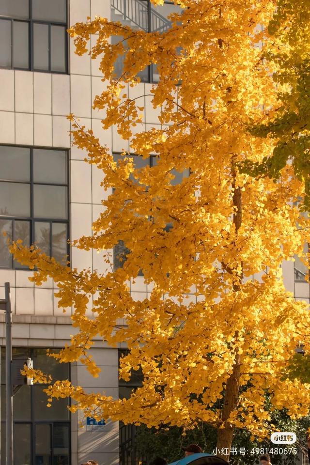 地铁直达！免费！成都20个绝美赏秋地，银杏水杉梧桐红枫限时上演！就在家门口！
