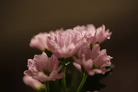 身为丈母娘一定要懂得的忌讳图片