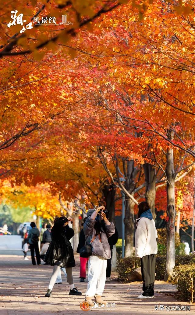 红了！湖南“追枫”地图更新