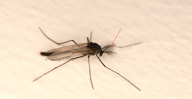 北京雪地惊现蚊子爬行，蚊子出现抗寒性了？