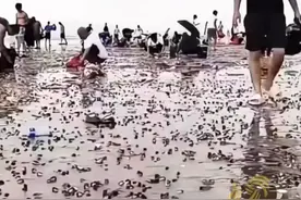 台风过后海南人开启赶海模式：捡不完，根本捡不完图片