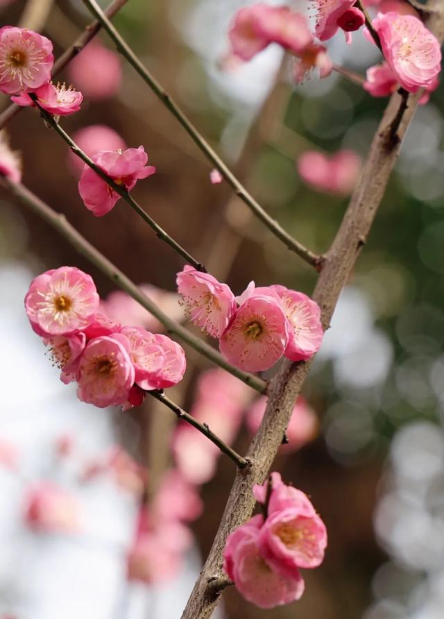 观音寺，太出片了！