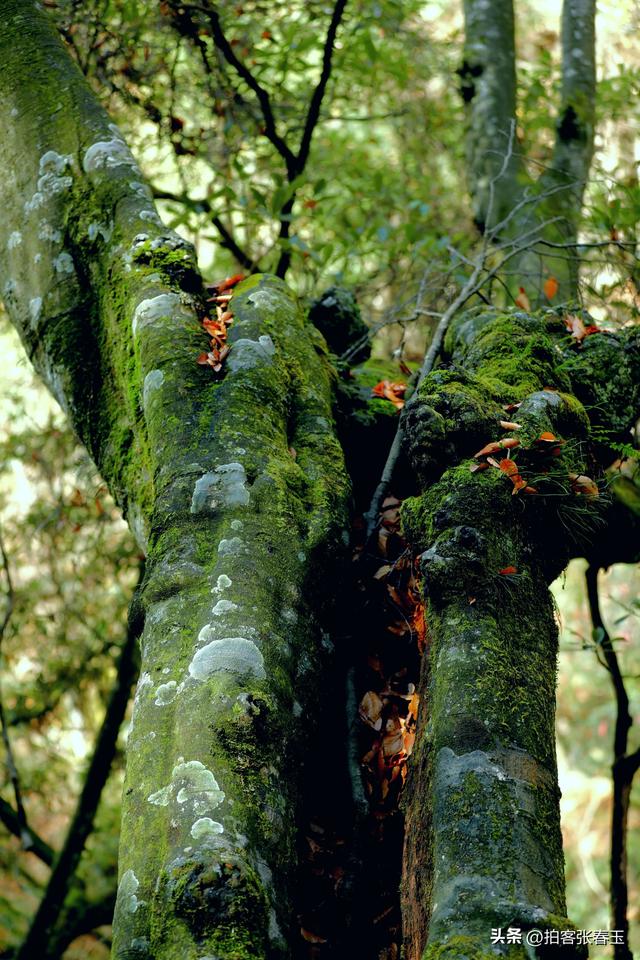 光雾山深秋必去，是旅游、摄影首选项
