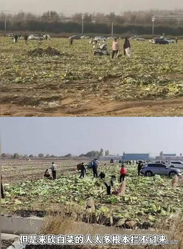200亩白菜遭哄抢后续：损失超百万，菜农发声，更过分的还在后面